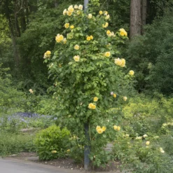 Kletterrose Golden Gate ® Korgolgat - Goldene Wand voller Duft