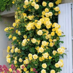 Kletterrose Golden Gate ® Korgolgat - Goldene Wand voller Duft