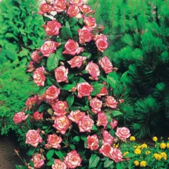 Kletterrose 'Haendel' - Zweifarbige Blüten am Zaun