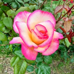 Kletterrose 'Haendel' - Zweifarbige Blüten am Zaun