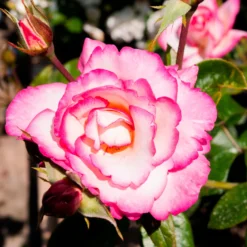 Kletterrose 'Haendel' - Zweifarbige Blüten am Zaun