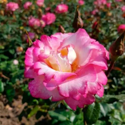 Kletterrose 'Haendel' - Zweifarbige Blüten am Zaun