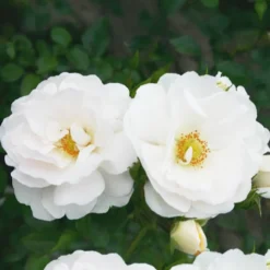 Kletterrose Hella - Weiße Blütenpracht bis Oktober