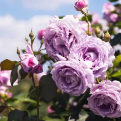 Kletterrose Indigoletta - Seltene Rose in Violett