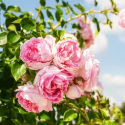Kletterrose Jasmina Korcentex - Duftende Blütenwand