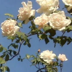 Kletterrose Madame Alfred Carrière - Weiße Blütenwand voller Duft
