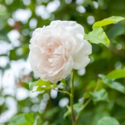 Kletterrose Madame Alfred Carrière - Weiße Blütenwand voller Duft