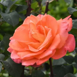 Kletterrose Metanoia - Duftende Blütenwand in Orange