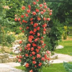 Kletterrose Metanoia - Duftende Blütenwand in Orange