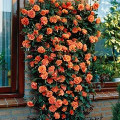 Kletterrose Metanoia - Duftende Blütenwand in Orange