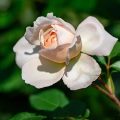 Kletterrose 'New Dawn' - Blütenwand ganz einfach