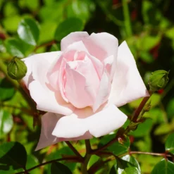 Kletterrose 'New Dawn' - Blütenwand ganz einfach