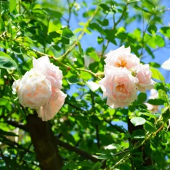 Kletterrose 'New Dawn' - Blütenwand ganz einfach
