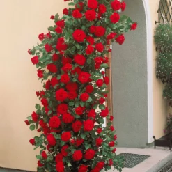 Kletterrosen-Kollektion 'Métanoïa', 'Musimara', 'Indigoletta' (x3) - Blütenwand in drei Farben