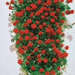 Kletterrosen Mischung (Ronsard, Golden Gate, Santana) (x3) - Drei Farben, eine Blütenwand