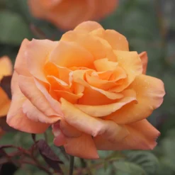 Kletterrose Orange Climber - Feuriges Orange am Spalier
