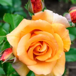 Kletterrose Orange - Leuchtende Blütenwand