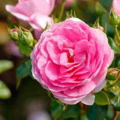 Kletterrose ‘Ozeana’® - Zart rosa Blütenmeer