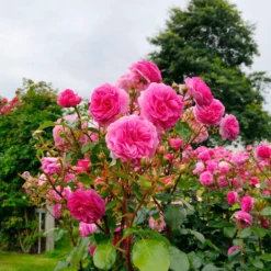Kletterrose ‘Ozeana’® - Zart rosa Blütenmeer