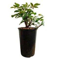 Kletterrose ‘Ozeana’® - Zart rosa Blütenmeer