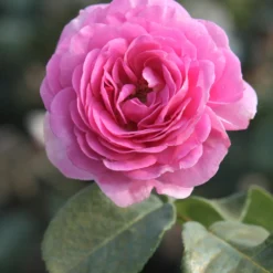 Kletterrose ‘Ozeana’® - Zart rosa Blütenmeer