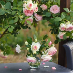 Kletterrose ‘Pierre de Ronsard®’ - Nostalgie an jeder Wand