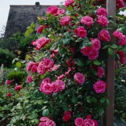 Kletterrose rosa - Rosa Blütenwand ganz einfach