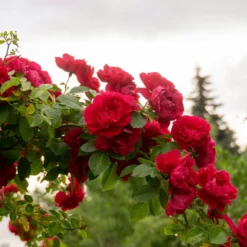 Kletterrose rot - Rote Blütenwand ganz einfach
