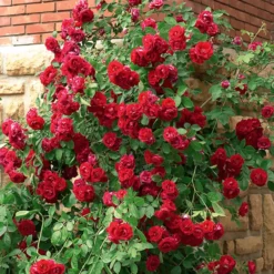 Kletterrose rot - Rote Blütenwand ganz einfach