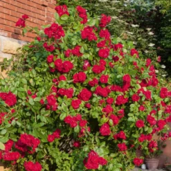 Kletterrose rot - Rote Blütenwand ganz einfach
