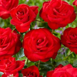 Kletterrose ‘Santana’® - Rote Blütenwand ohne Mühe