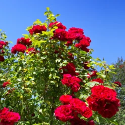 Kletterrose ‘Santana’® - Rote Blütenwand ohne Mühe