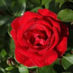 Kletterrose ‘Santana’® - Rote Blütenwand ohne Mühe
