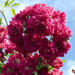 Kletterrose ‘Super Excelsa’® - Rosenblüte den ganzen Sommer