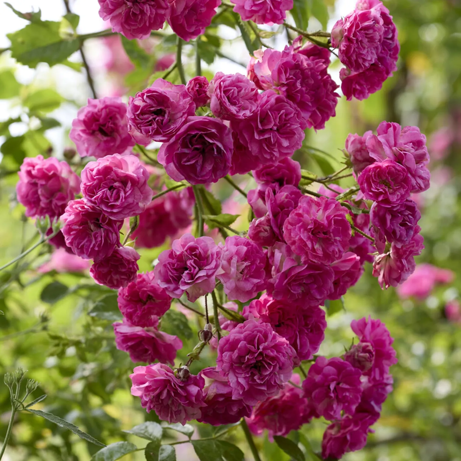 Kletterrose ‘Super Excelsa’® - Rosenblüte den ganzen Sommer