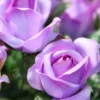 Kletterrose violett - Violette Blüten den ganzen Sommer