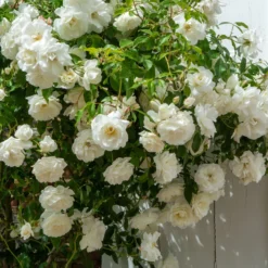 Kletterrose weiß - Weiße Blütenwand im Nu