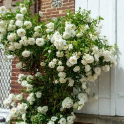 Kletterrose weiß - Weiße Blütenwand im Nu