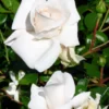 Kletterrose ‘White New Dawn’ - Weiße Blütenwand im Nu