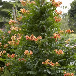 Klettertrompete ‘Indian Summer’® - Orangefeuer an der Wand