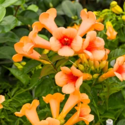 Klettertrompete ‘Indian Summer’® - Orangefeuer an der Wand