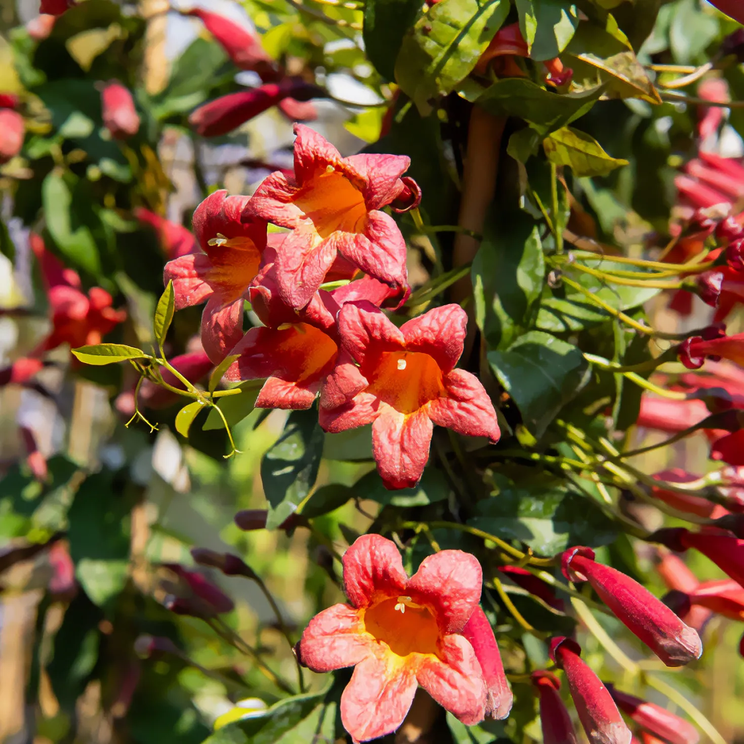 Klettertrompete 'Tangerine Beauty' - Orange Blütenwand im Nu