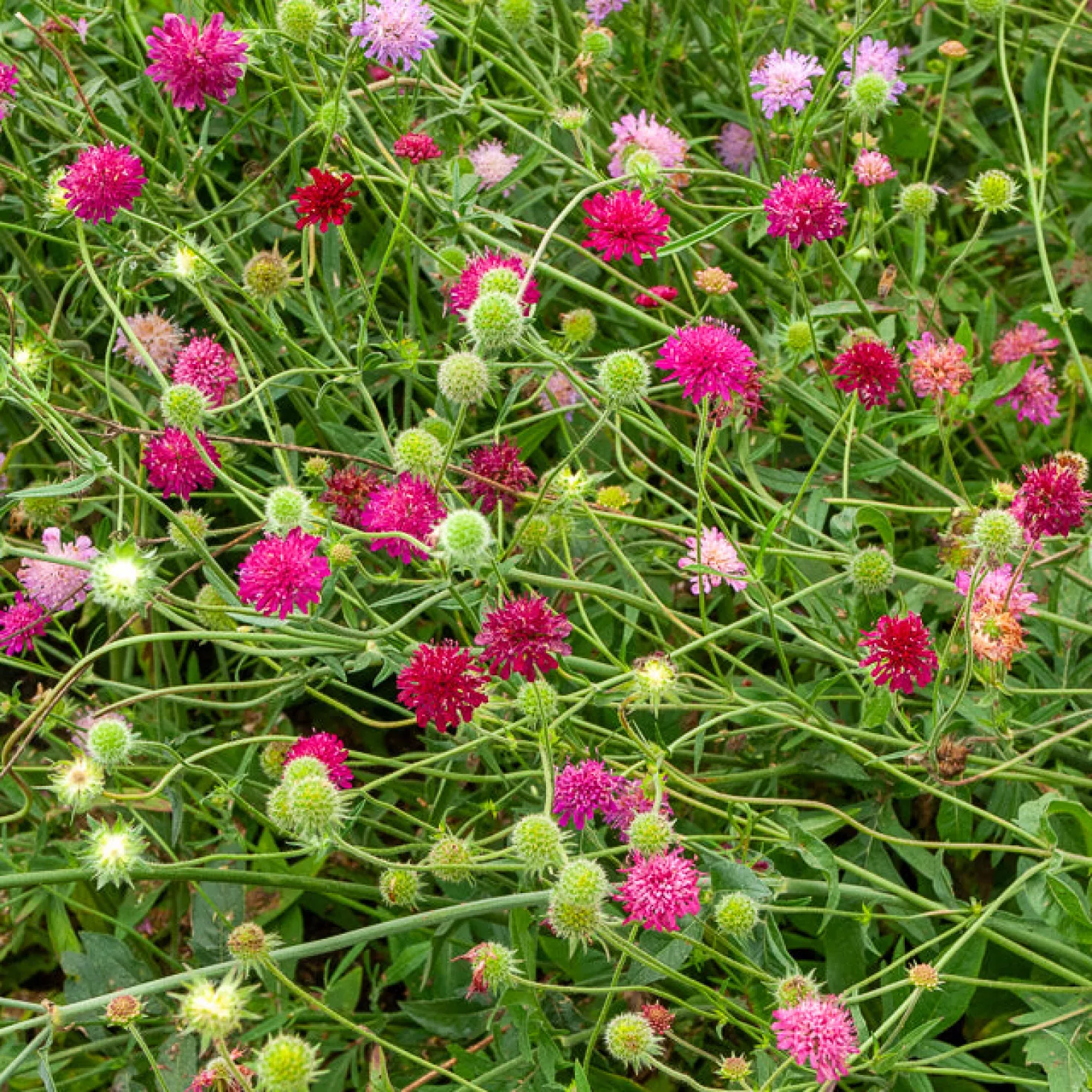 Knautie ‘Melton Pastels’ - Bienenmagnet den ganzen Sommer
