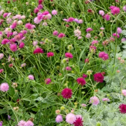 Knautie ‘Melton Pastels’ - Bienenmagnet den ganzen Sommer