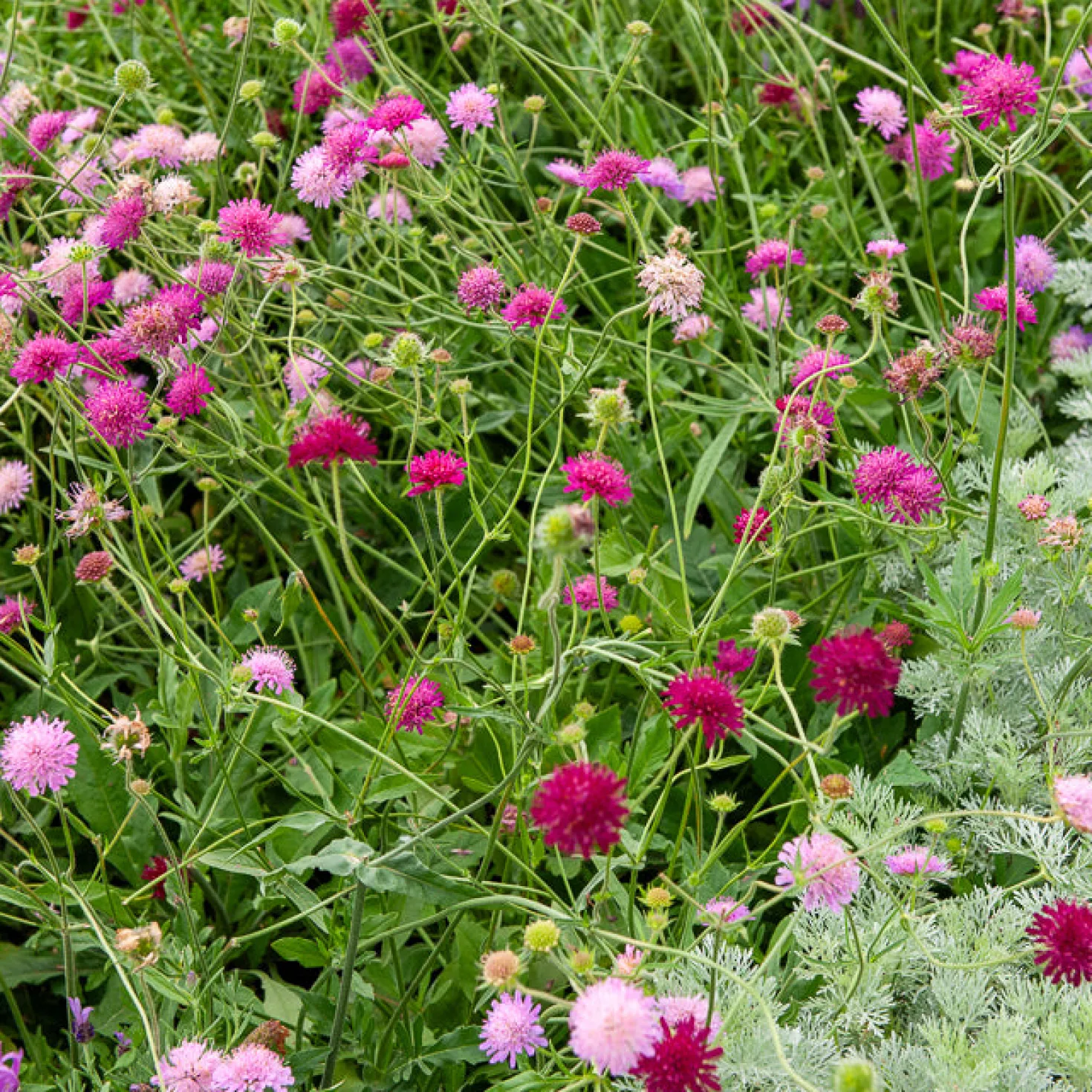 Knautie ‘Melton Pastels’ - Bienenmagnet den ganzen Sommer