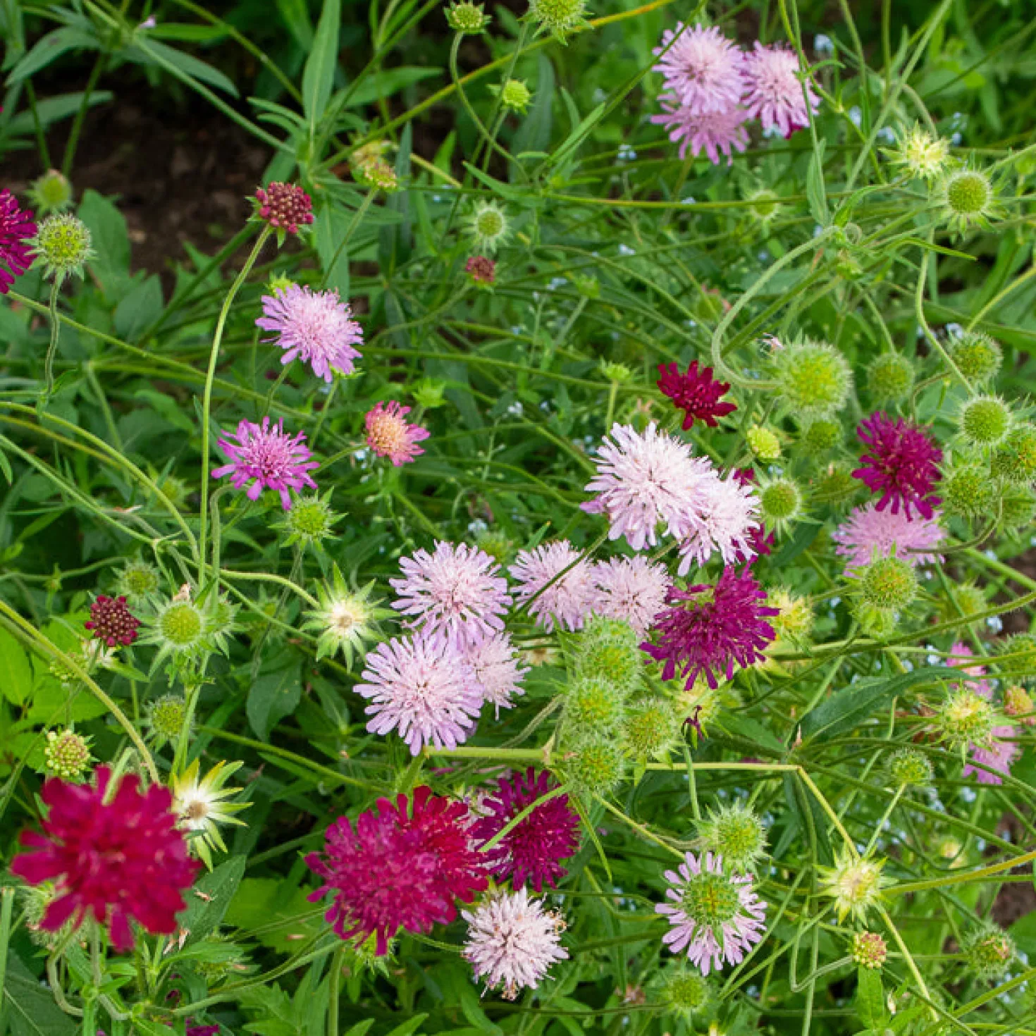 Knautie ‘Melton Pastels’ - Bienenmagnet den ganzen Sommer