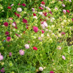 Knautie ‘Melton Pastels’ - Bienenmagnet den ganzen Sommer
