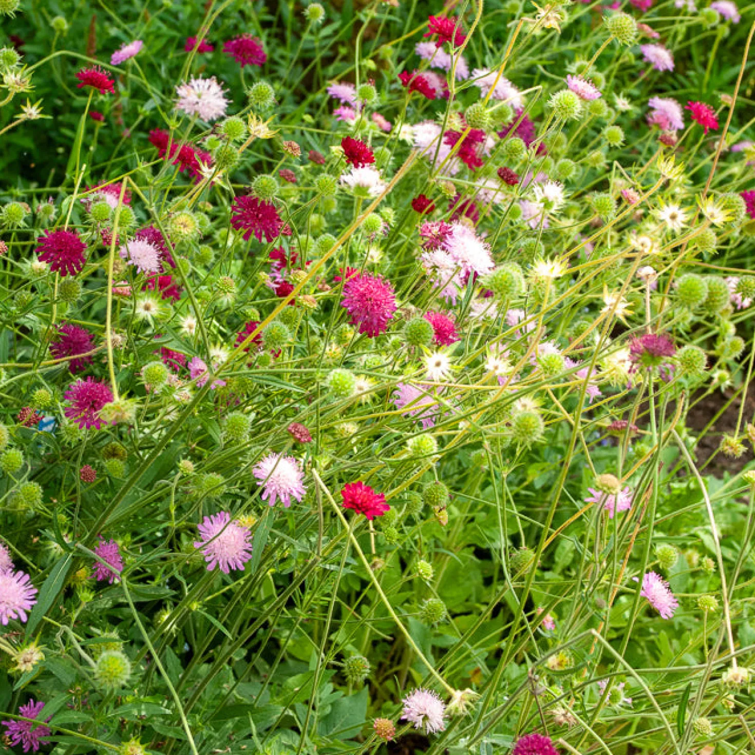Knautie ‘Melton Pastels’ - Bienenmagnet den ganzen Sommer