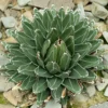 Königin-Victoria-Agave - Skulptur fürs Fensterbrett