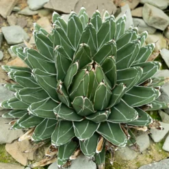 Königin-Victoria-Agave - Skulptur fürs Fensterbrett